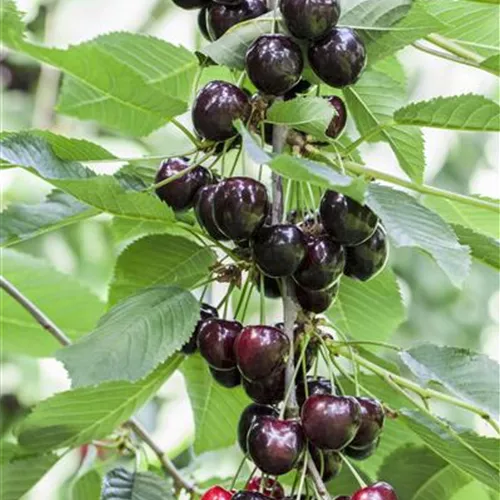 Prunus av.'Oktavia' CAC