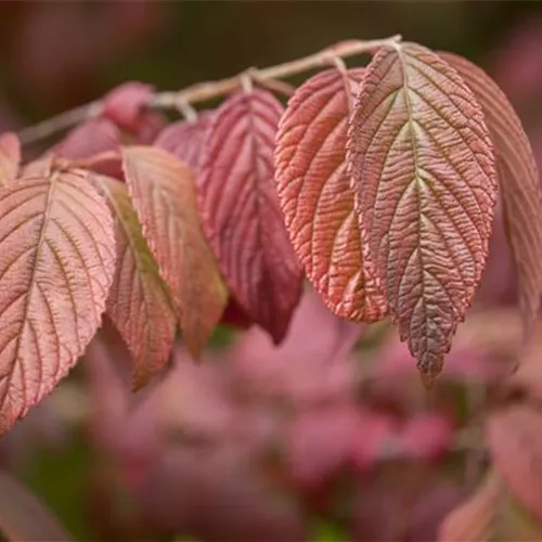 Viburnum plicatum 'Mariesii'