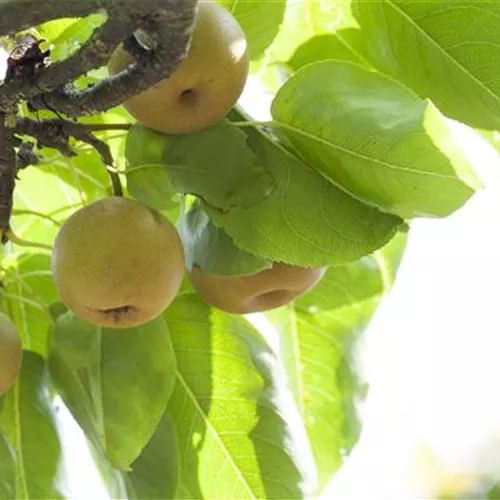 Pyrus pyraster 'Kosui' CAC