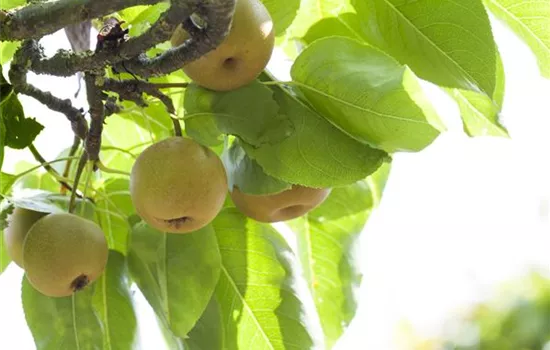 Pyrus pyraster 'Kosui' CAC