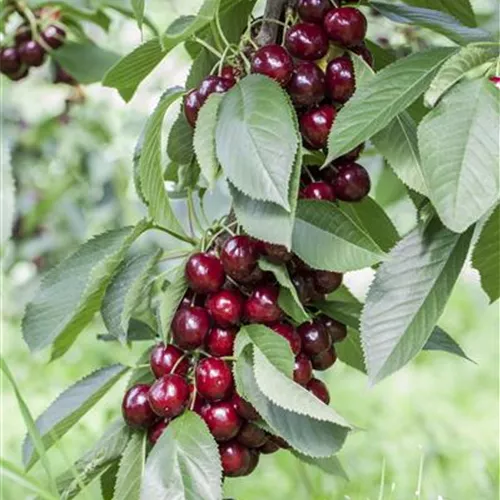 Prunus av.'Lapins' CAC