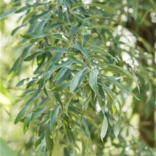 Pyrus salicifolia 'Pendula'