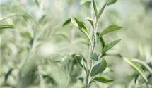 Hängende Weidenblättrige Birne