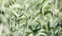 Hängende Weidenblättrige Birne