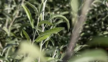 Hängende Weidenblättrige Birne