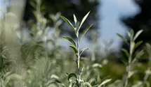 Hängende Weidenblättrige Birne