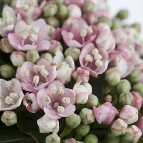 Viburnum tinus 'Eve Price'