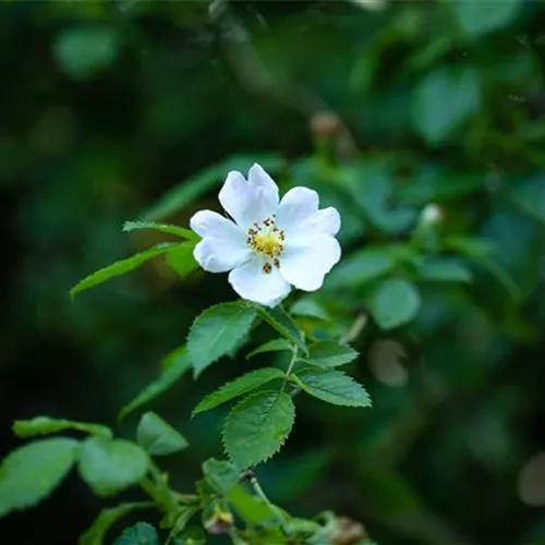 Rosa multiflora