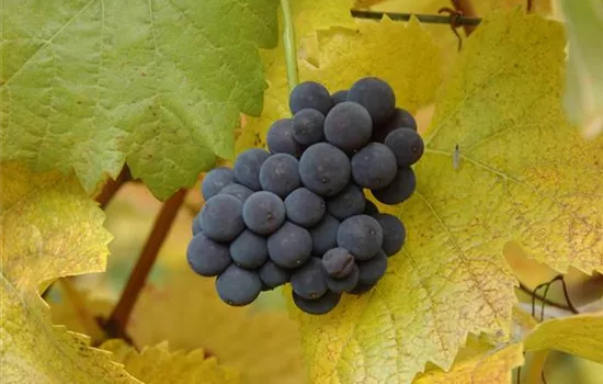 Vitis 'Muscat bleu'