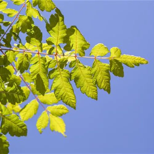 Koelreuteria paniculata