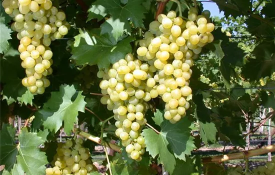 Vitis 'Phönix' -S-