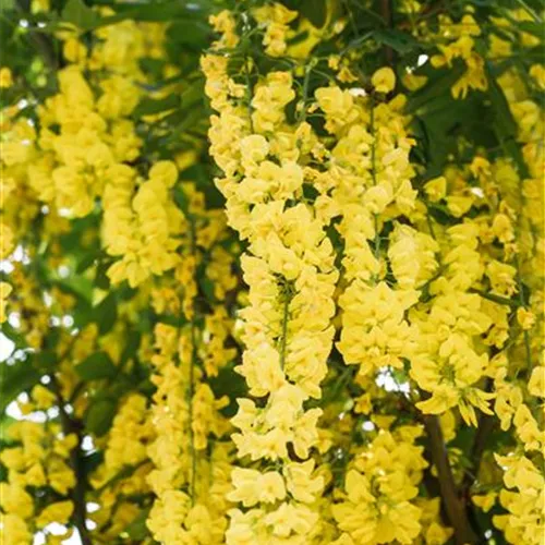 Laburnum watereri 'Vossii'