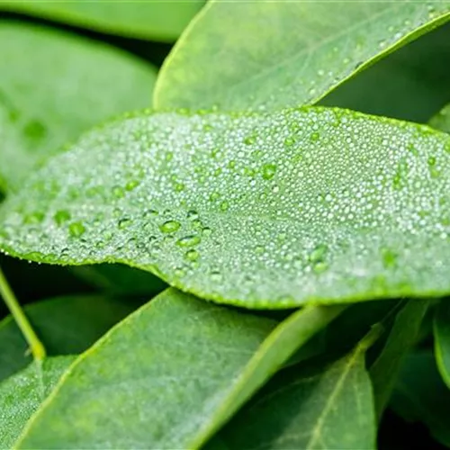 Robinia pseudoac.'Umbraculifera'