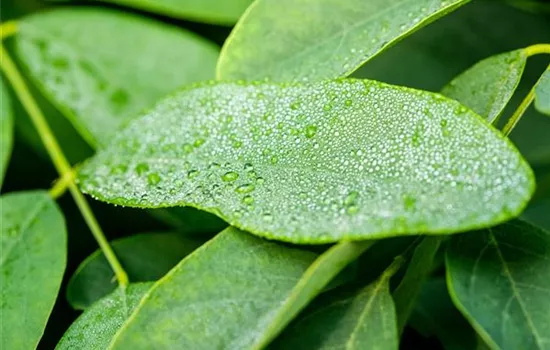 Robinia pseudoac.'Umbraculifera'