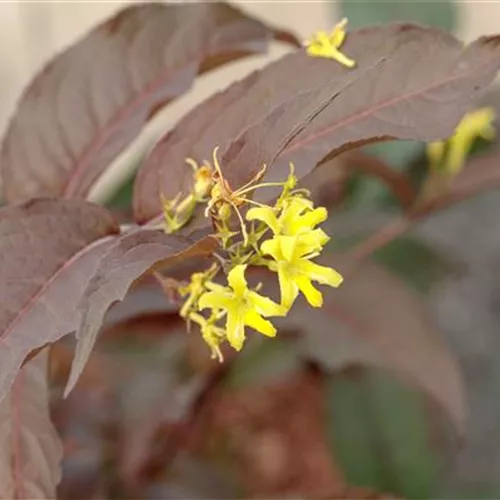 Diervilla splendens 'Diva' -S-