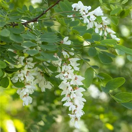 Robinia pseudoacacia