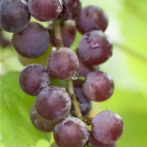 Vitis 'Suffolk Red'