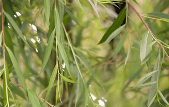 Salix alba 'Tristis'