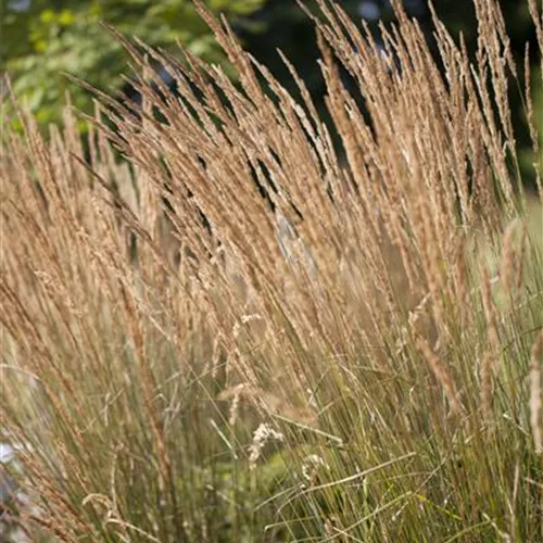 Calamagrostis x acutiflora 'Karl Foerster'