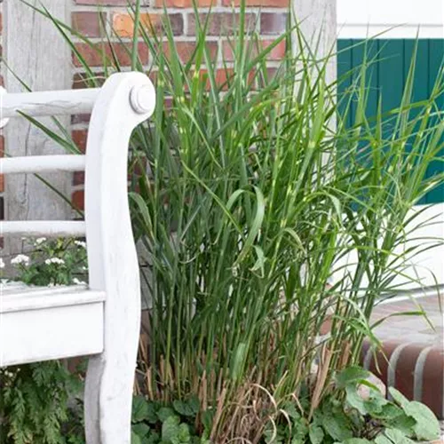 Miscanthus sinensis 'Little Zebra' ®