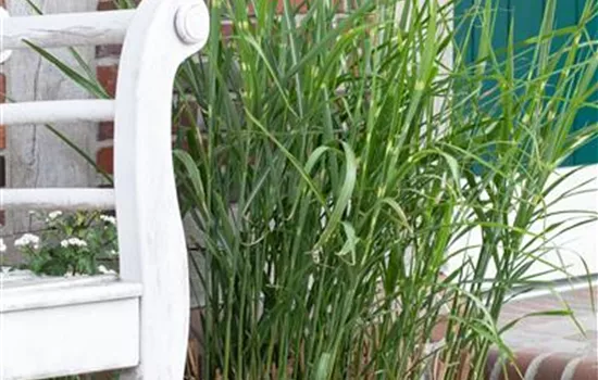 Miscanthus sinensis 'Little Zebra' ®