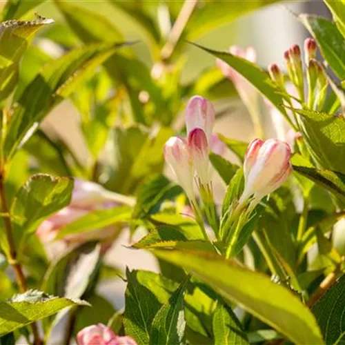 Weigela 'All Summer Peach' ®