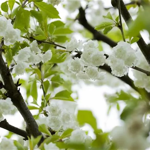 Prunus avium 'Plena'