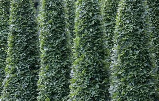 Carpinus betulus 'Fastigiata'