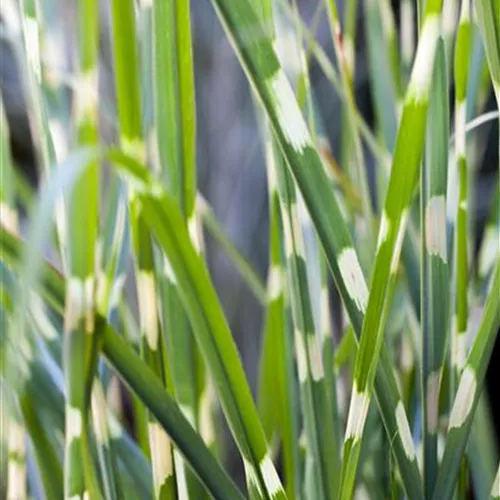 Miscanthus sinensis 'Strictus'