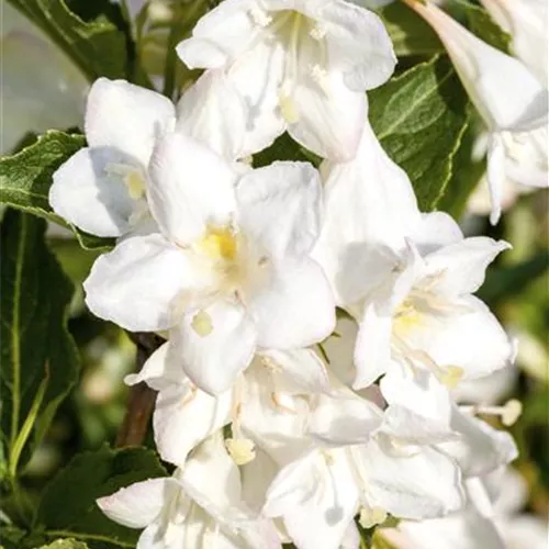 Weigela 'Candida'