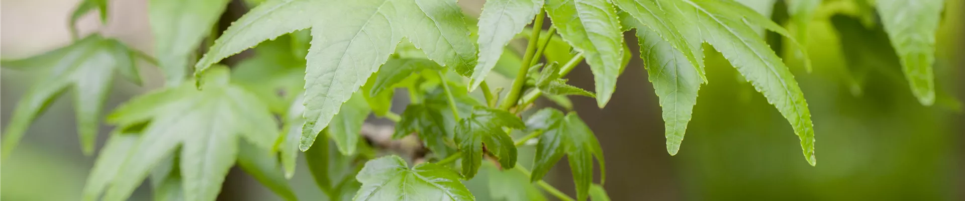 Liquidambar styraciflua