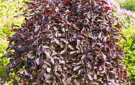 Fagus sylvatica 'Purpurea Pendula'