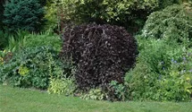 Schwarzrote Hängebuche