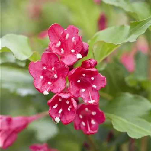 Weigela 'Red Prince'