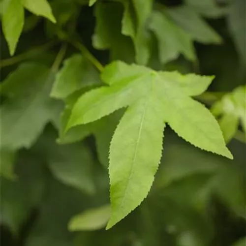 Liquidambar styraciflua 'Gumball'