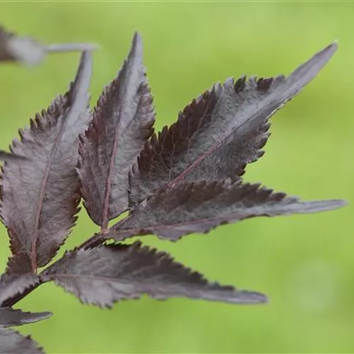 Sambucus nigra 'Black Beauty' -R-