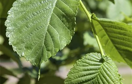 Morus alba 'Pendula'