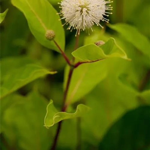 Cephalanthus occidentalis