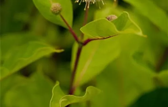 Cephalanthus occidentalis