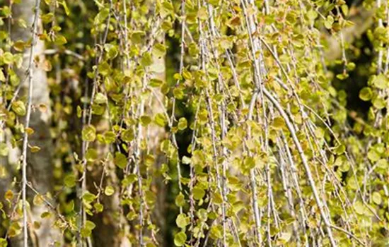 Cercidiphyllum japonicum 'Pendulum'