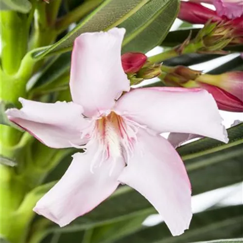 Nerium oleander