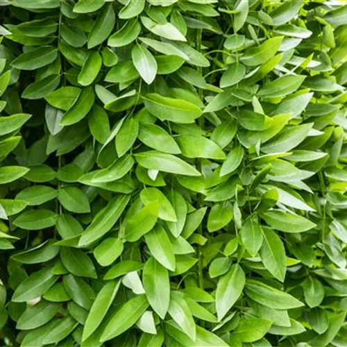 Sophora japonica 'Pendula'