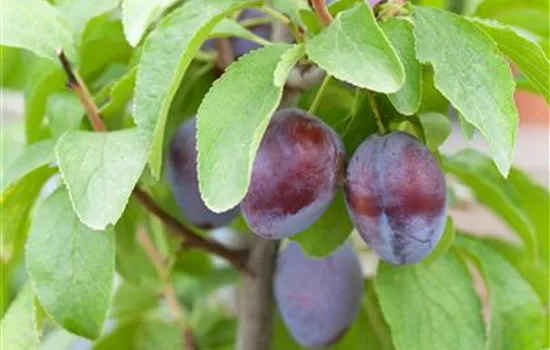 Prunus dom.'Hanita' -S- CAC