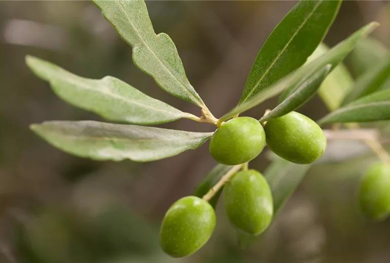 Olea europaea