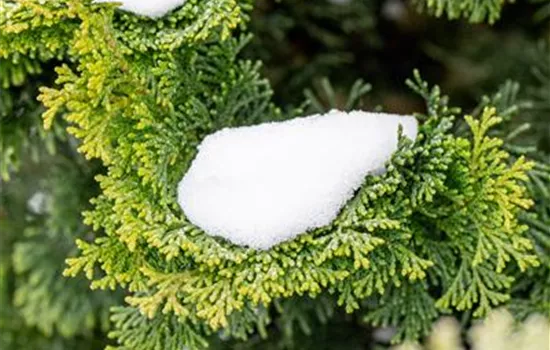 Chamaecyparis obtusa 'Nana Gracilis'