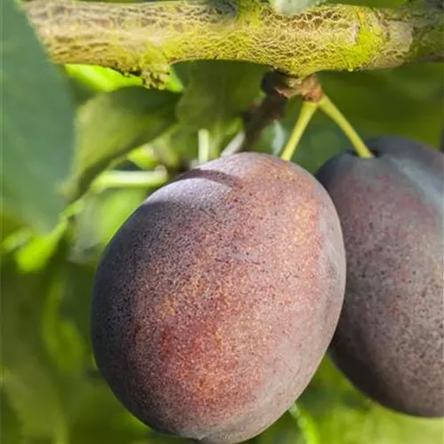 Prunus dom.'Haroma' -S- CAC