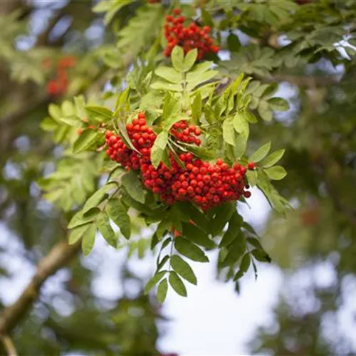 Sorbus aucuparia 'Edulis'