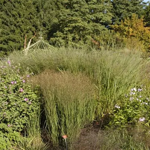 Panicum virgatum 'Cloud Nine'