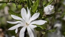 Sternmagnolie