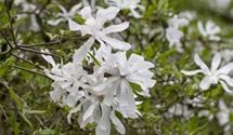 Sternmagnolie